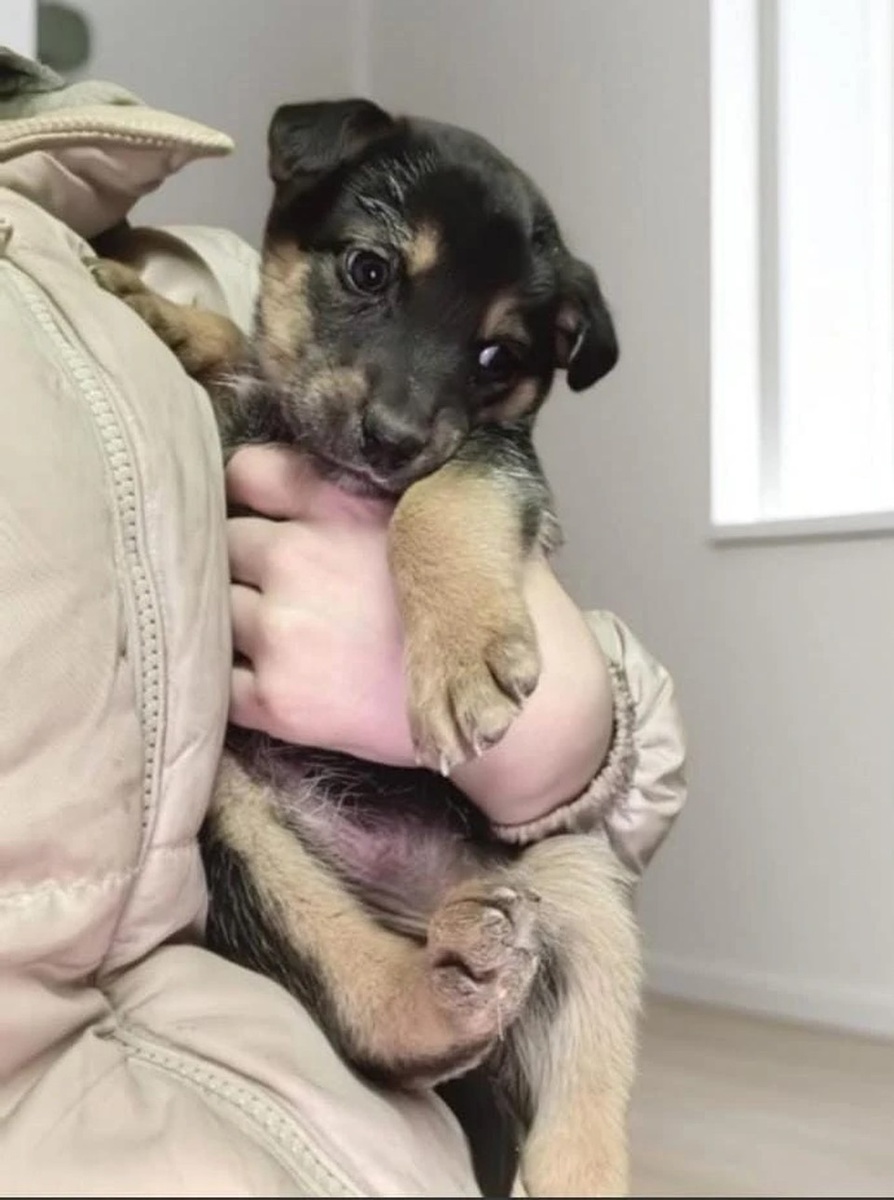    Анастасия заботится о брошенных на произвол судьбы собаках. из архива героя публикации