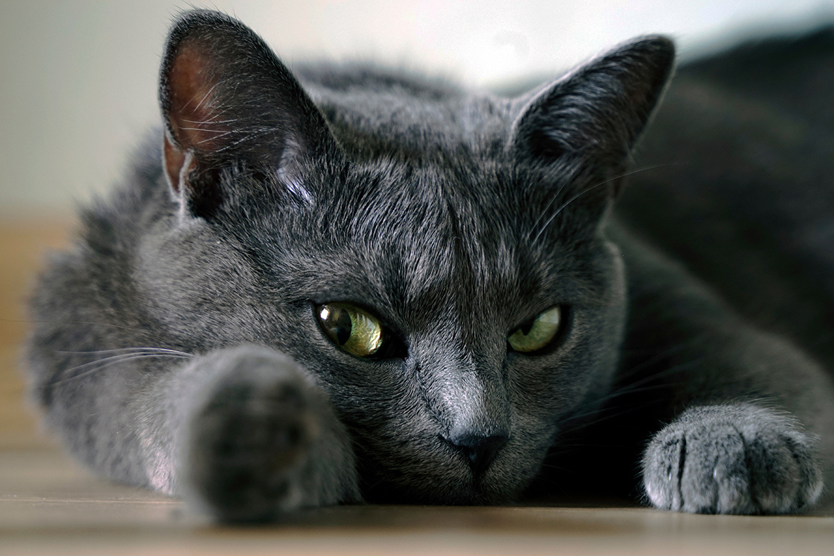 Orlov Alexsandr / Shutterstock / FOTODOM📷Русская голубая кошка