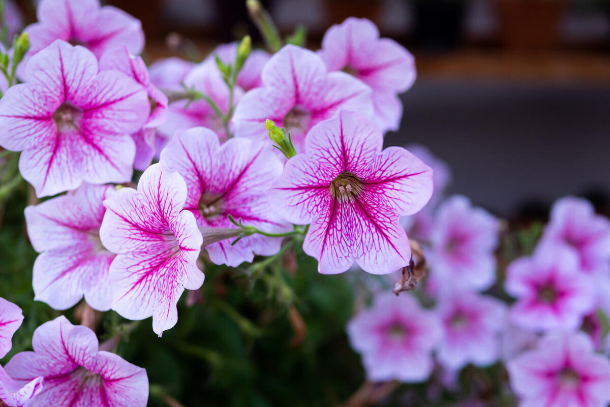    Петуния 123RF/legion-media.ru