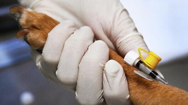    © Sputnik / Виталий Аньков