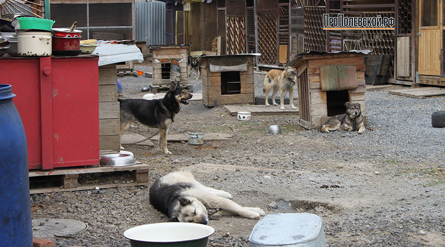 Последние годы вопрос отлова безнадзорных собак в Полевском удавалось решать только силами Общественного фонда помощи бездомным животным «Добрые руки». В рамках муниципального контракта сотрудники приюта отлавливают, вакцинируют, стерилизуют и чипируют собак, но через 30 дней выпускают в среду обитания. Сейчас в приюте порядка трёх сотен постоянных жителей