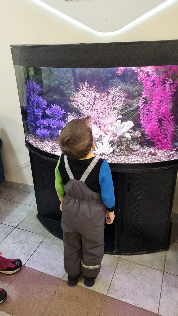 Рыбки, вы где?