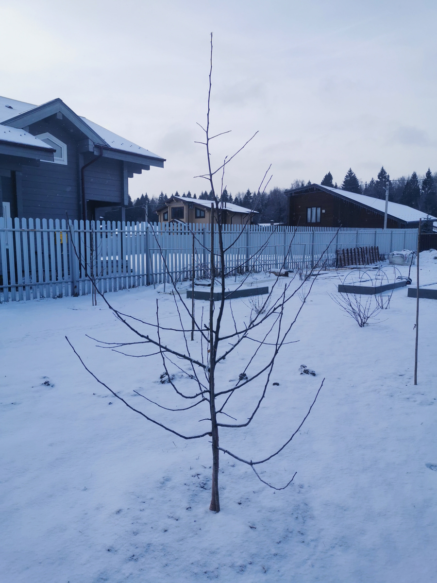 Хани крисп, 3 года