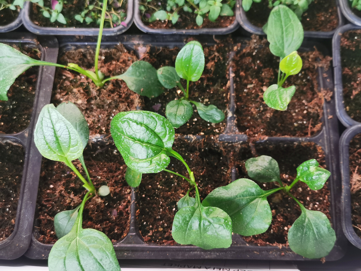 Белая эхинацея