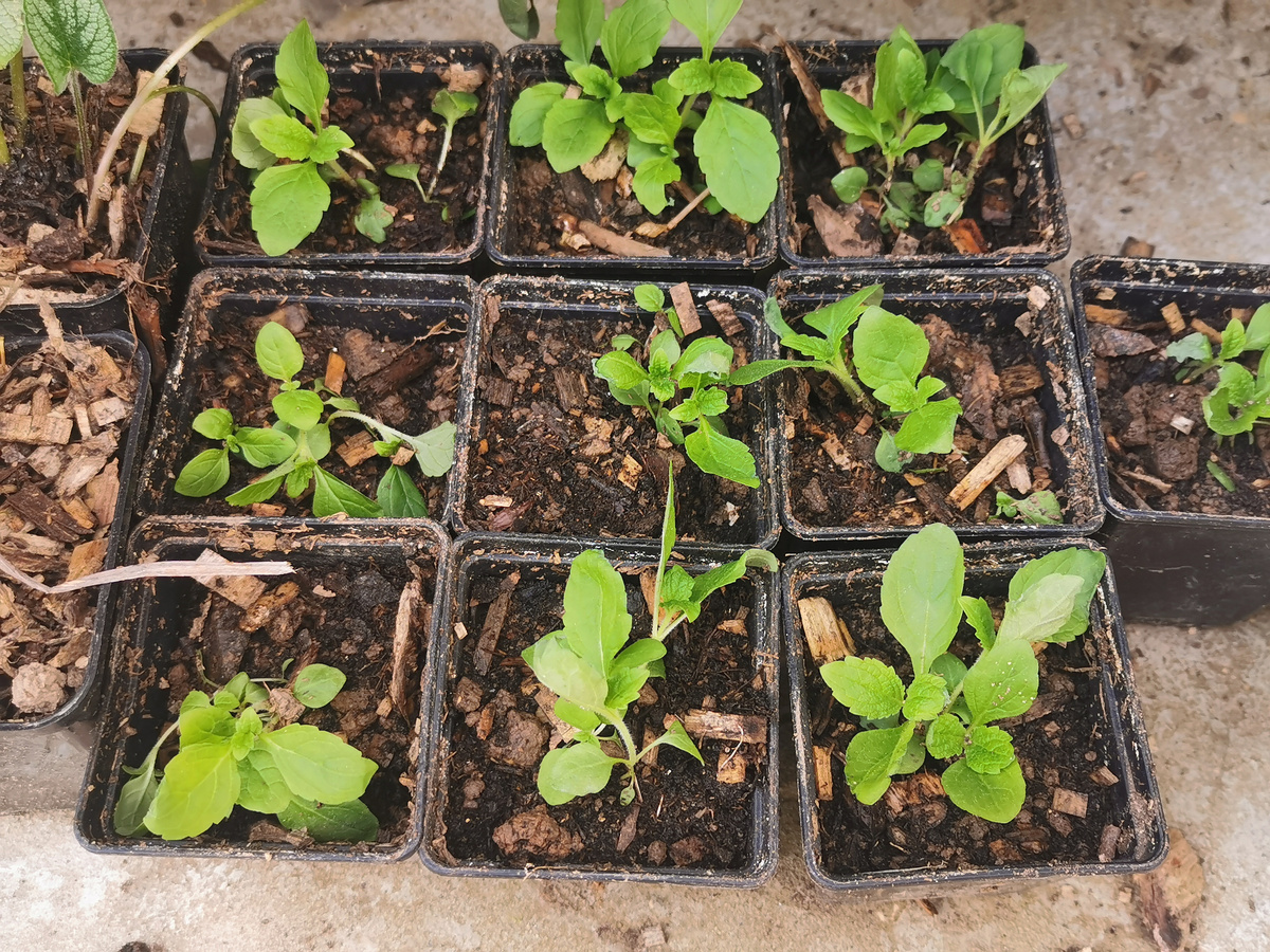 Вербена копьевидная