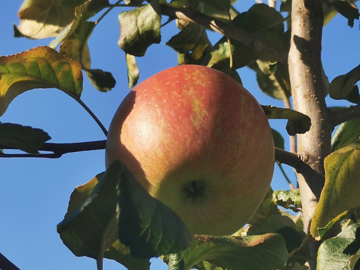 Хани крисп, первый урожай