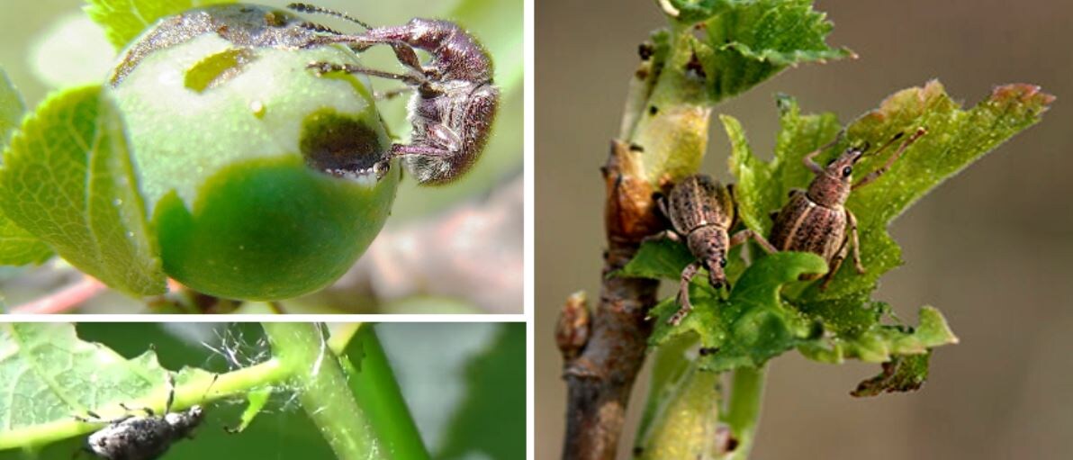 Повреждения, наносимые долгоносиками. Фото:https://stop-pest.ru/dolgonosik/