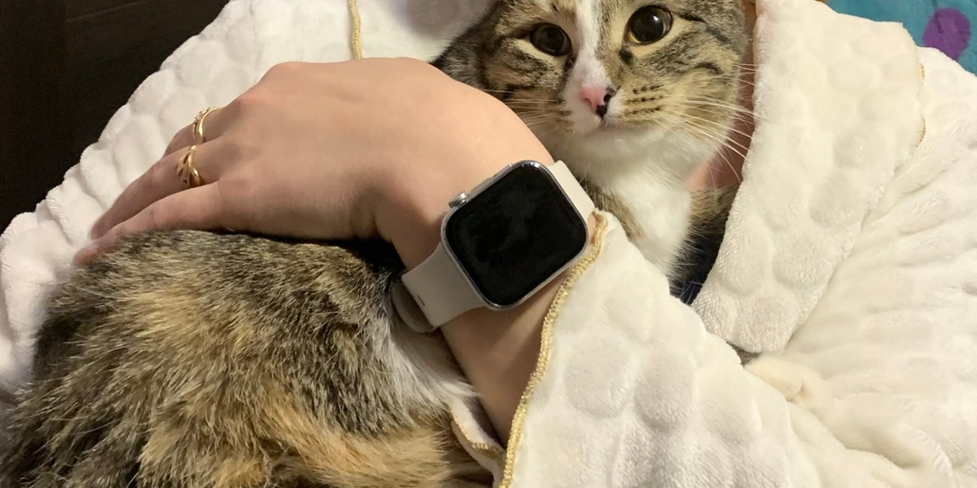 Радостное послание из дома от нашей ласковой, милой, неповторимой кошечки Нюси