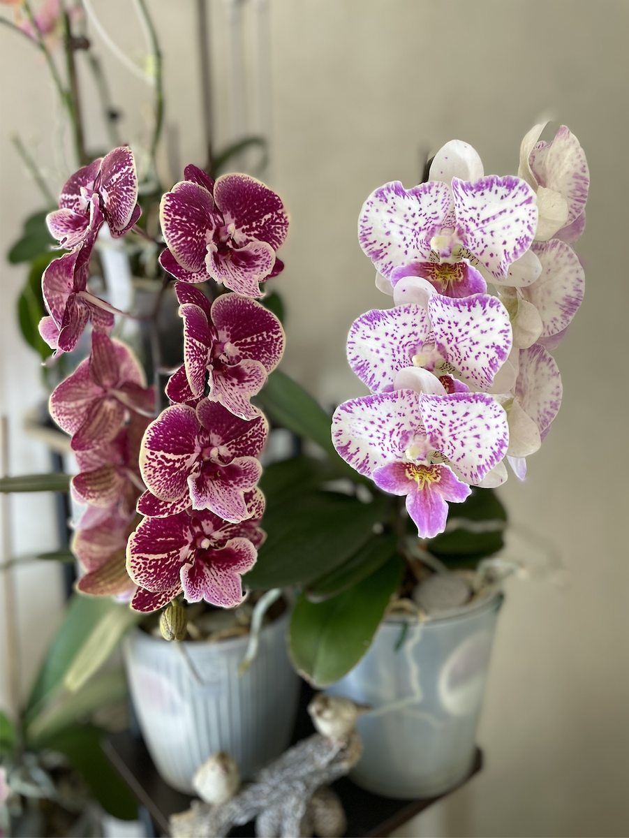 Орхидеи фаленопсис Шалу Роуз и Сали Биг Липы. Орхидеи С Еленой Кузнецовой