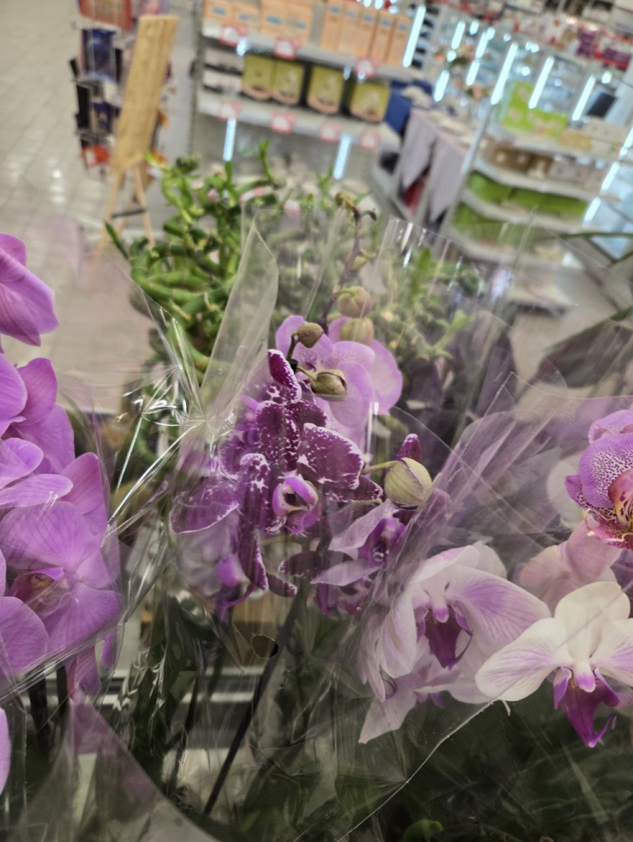 Фото цветов орхидей фалеенопсисв магазине в упаковке от участницы ОРХОчата в Телеграмм. Орхидеи С Еленой Кузнецовой