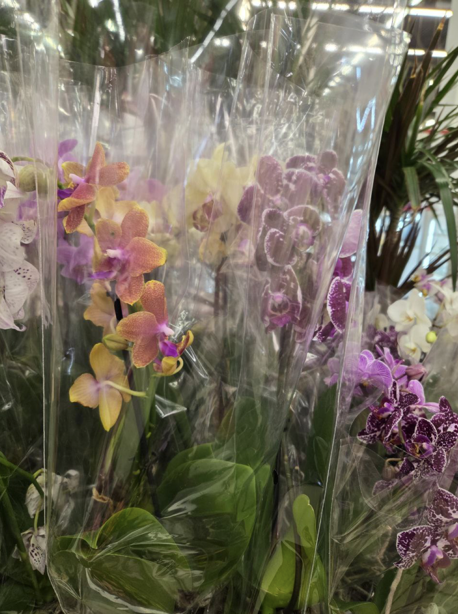 Фото цветов орхидей фалеенопсисв магазине в упаковке от участницы ОРХОчата в Телеграмм. Орхидеи С Еленой Кузнецовой