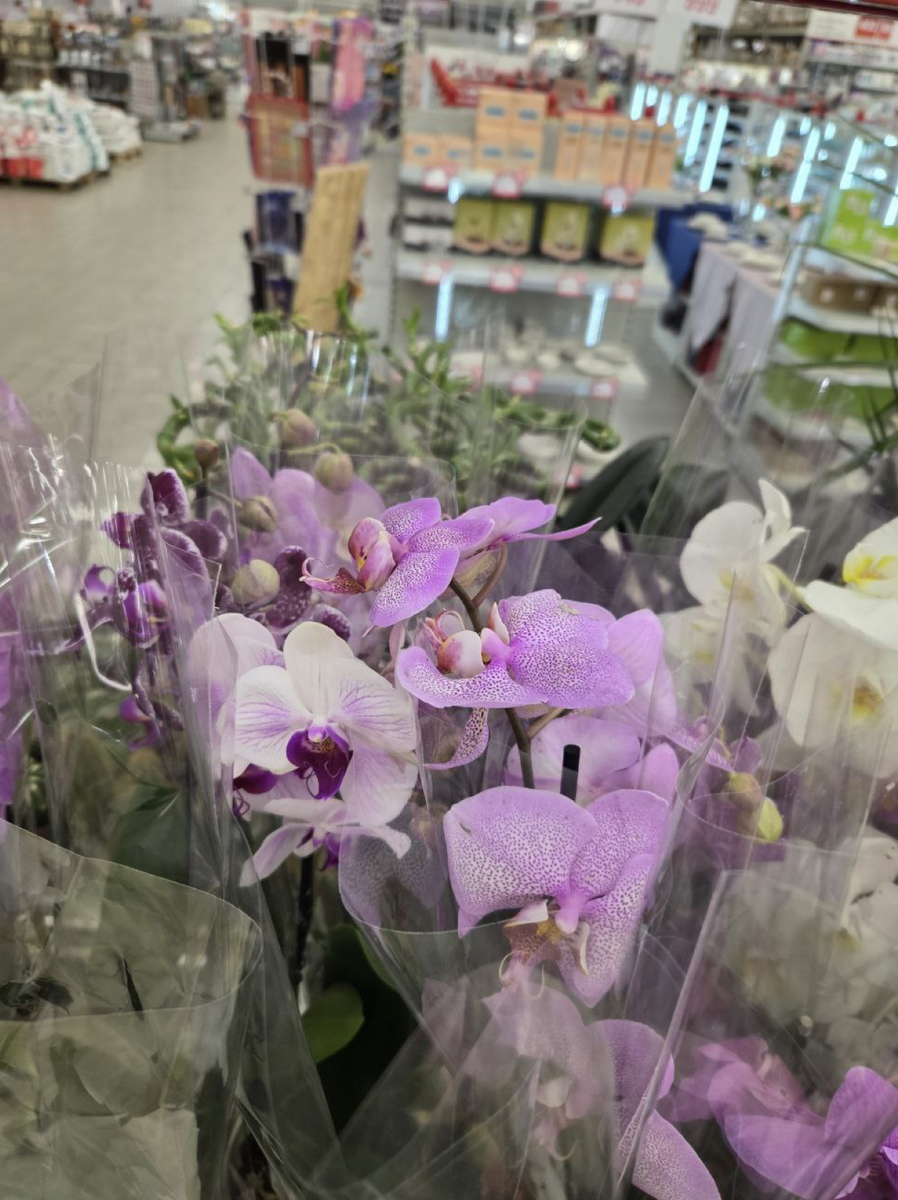 Фото цветов орхидей фалеенопсисв магазине в упаковке от участницы ОРХОчата в Телеграмм. Орхидеи С Еленой Кузнецовой
