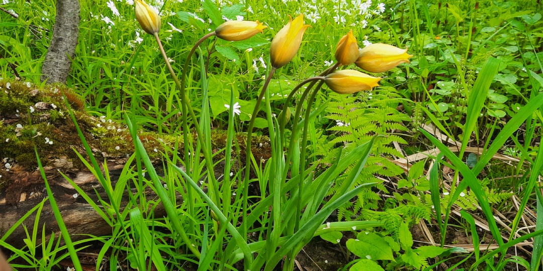 Архивные фото и видео в статьях о ботанических тюльпанах. Три сезона