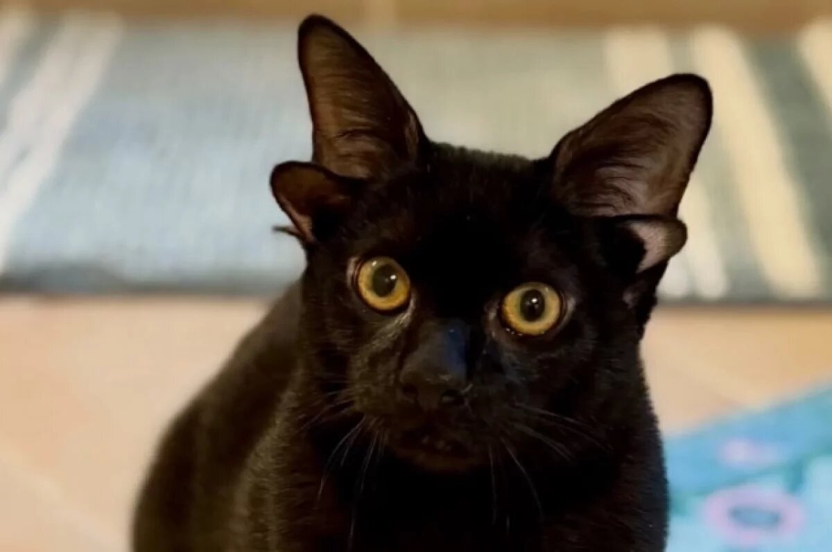    Кот Добби с четырьмя ушами из США стал звездой интернета