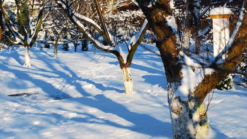 Ошибки садоводов в марте