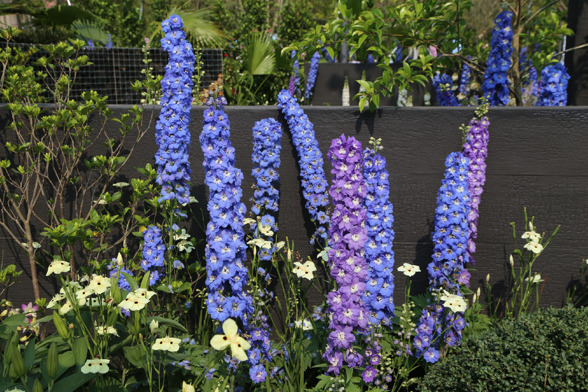 тихоокеанские гибриды