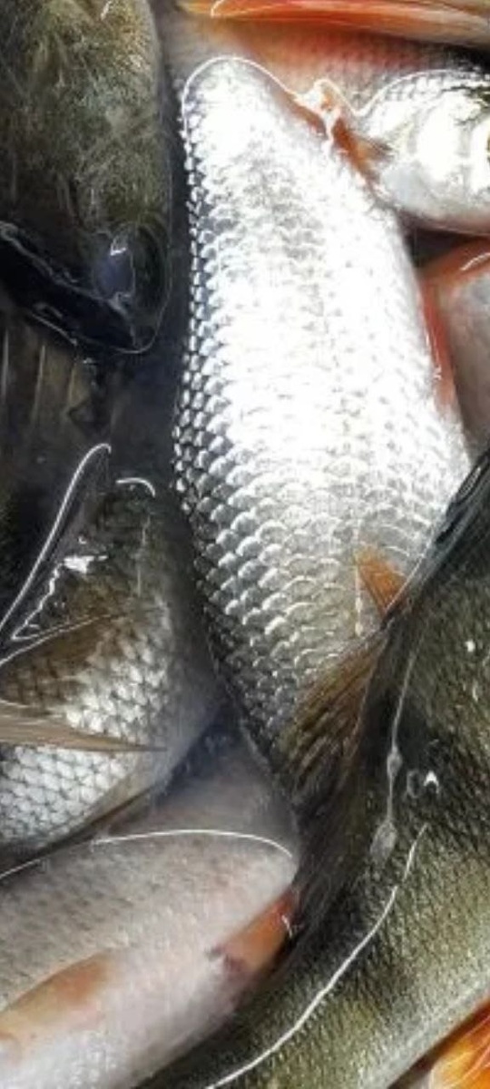 фотография свежего зимнего улова от настоящего рыбака, фото автора