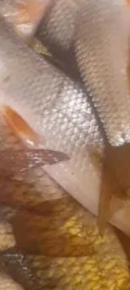 свежевыловленная рыба отличается от замороженной цветом, запахом, консистенцией.