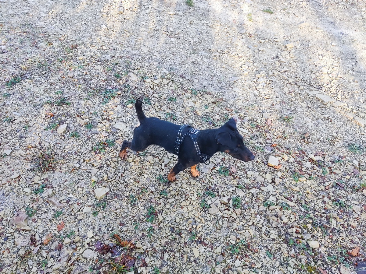 Обязательная ежедневная прогулка