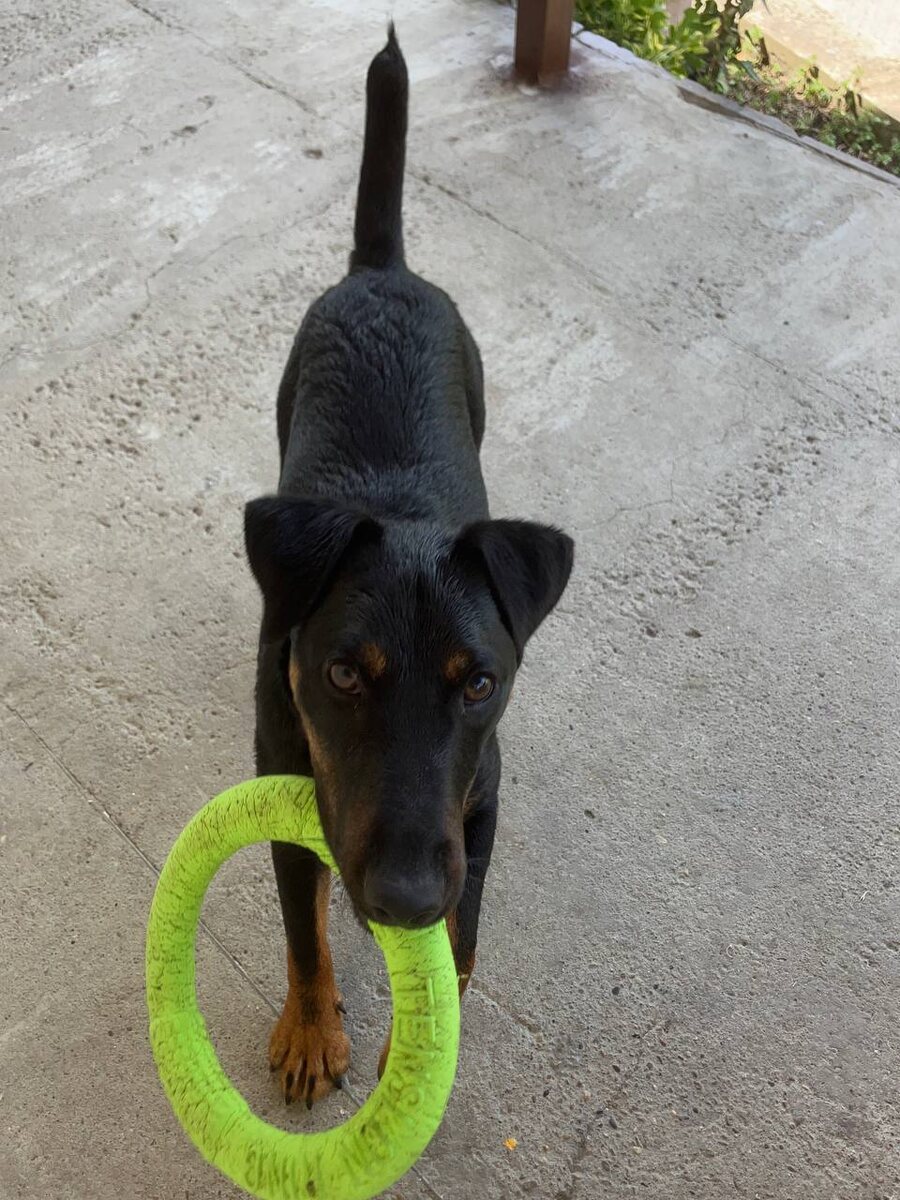 Ягдтерьер будет приносить Вам игрушки снова и снова и это не закончиться ни когда