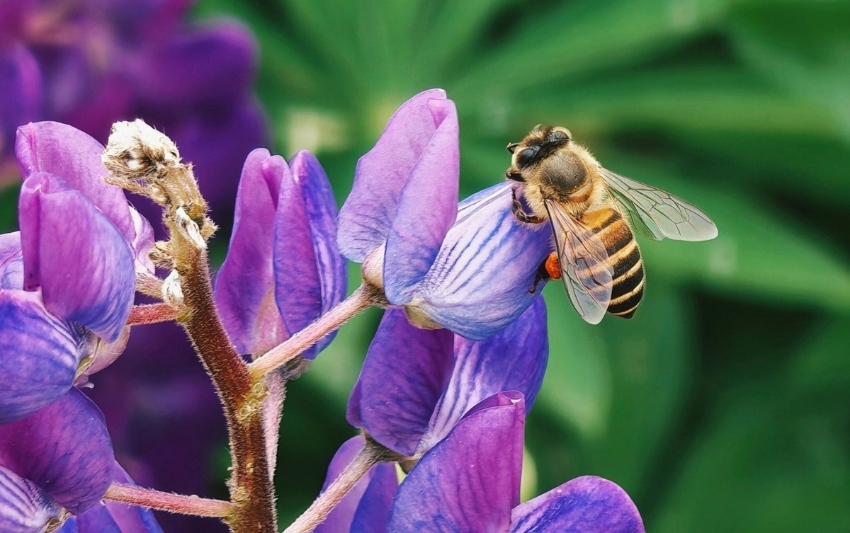 Фото Honor  📷
