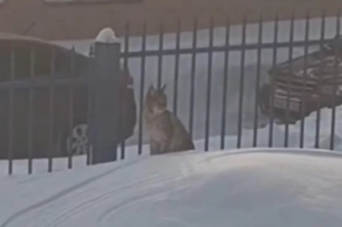    Животных может быть несколько.