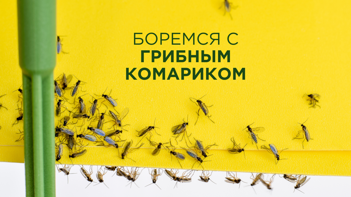 ПОЧЕМУ РАССАДА В ОПАСНОСТИ?