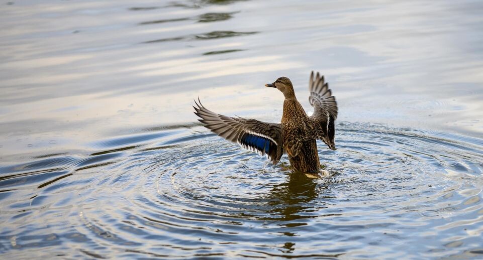    медиасток.рф