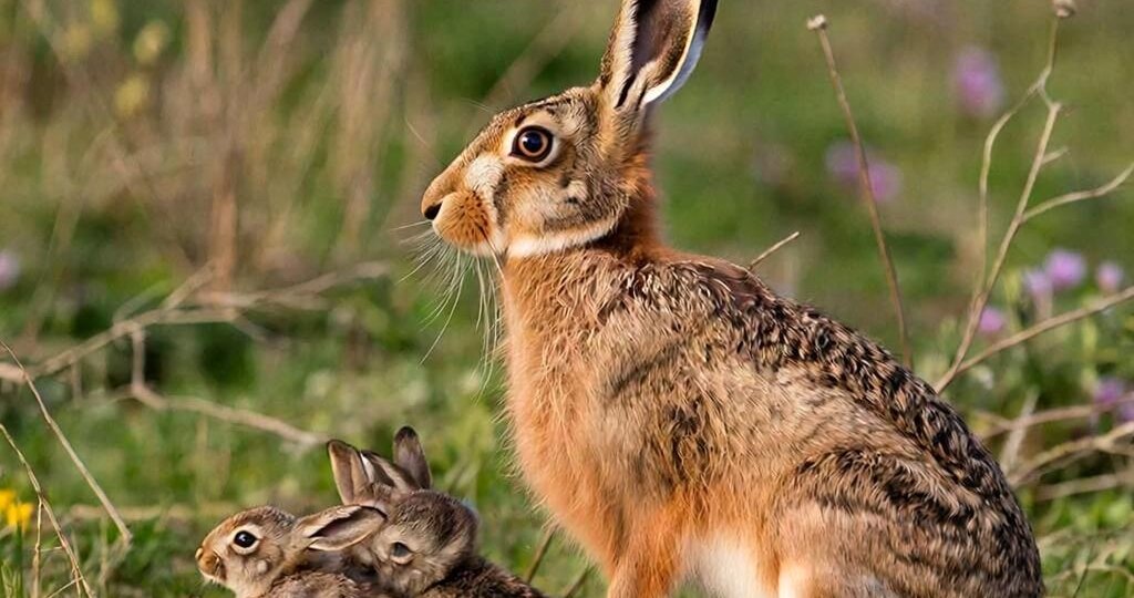 Тайны размножения зайцев: почему одни выживают, а другие гибнут?