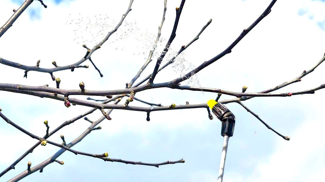 Как разбудить сад весной: стимуляторы роста и первые обработки до распускания почек