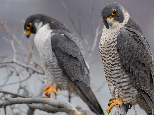    Фото: 123RF.com/collins93