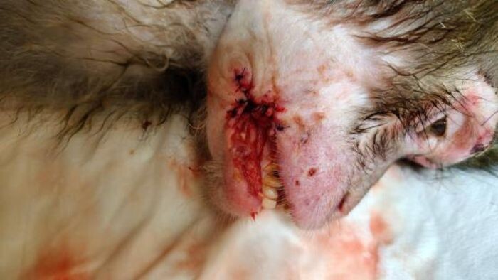 Иллюстрация: Парк "Малинки"