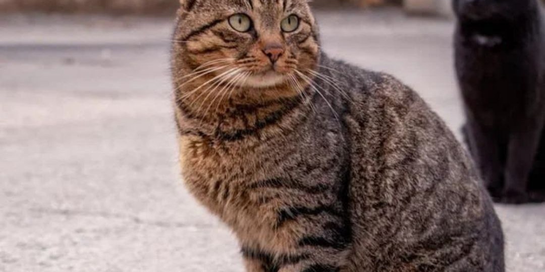 В Севастополе проходит стерилизация домашних животных по льготной цене