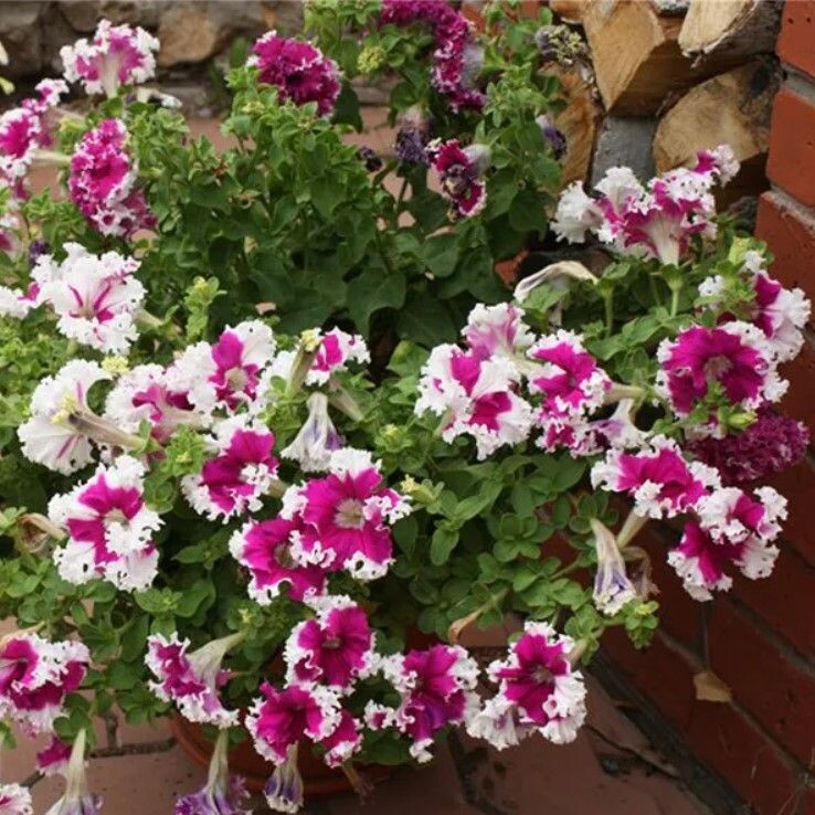 Кустовая петуния