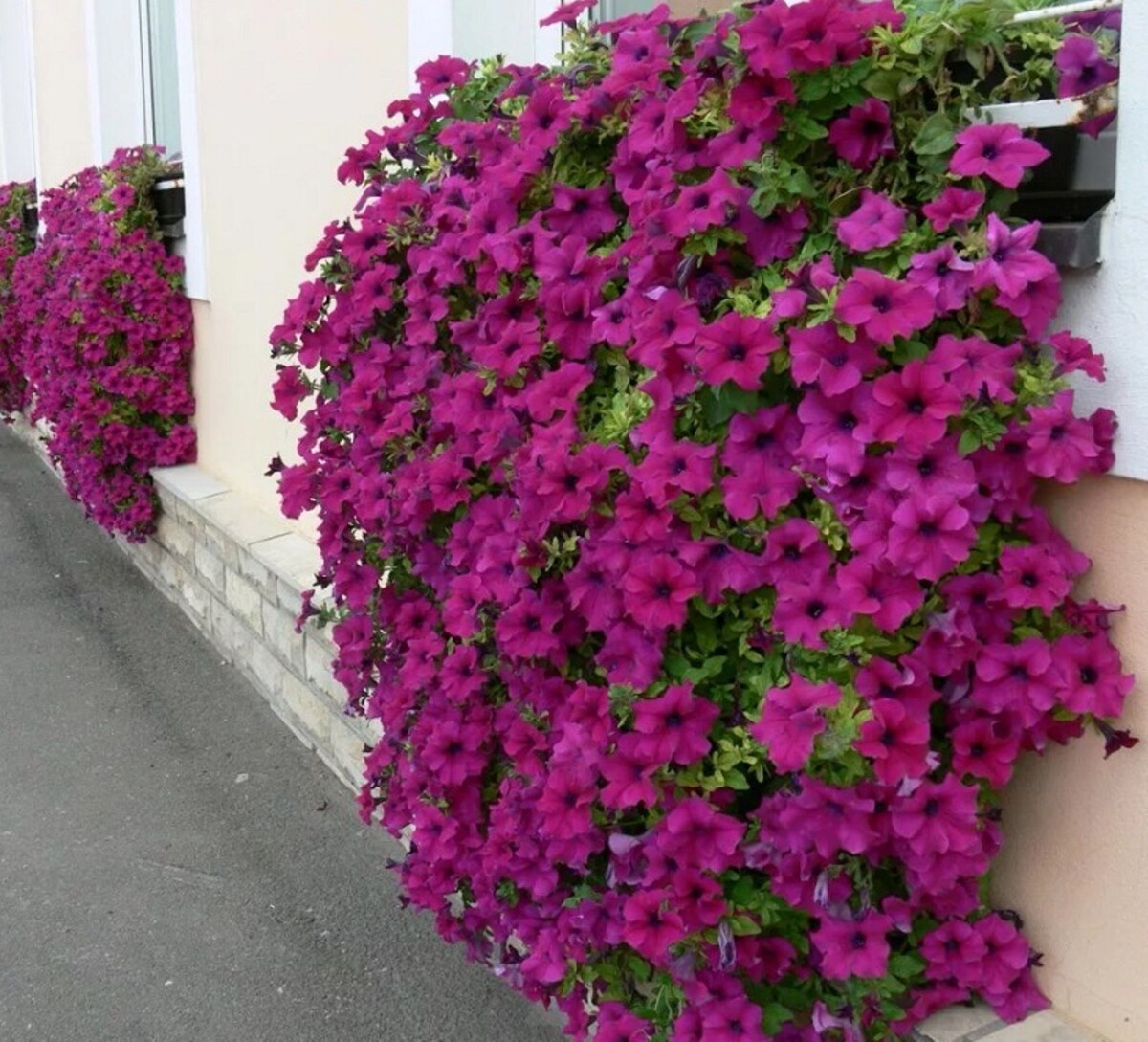 Ампельная петуния. Ветви спадают вниз красивым водопадом