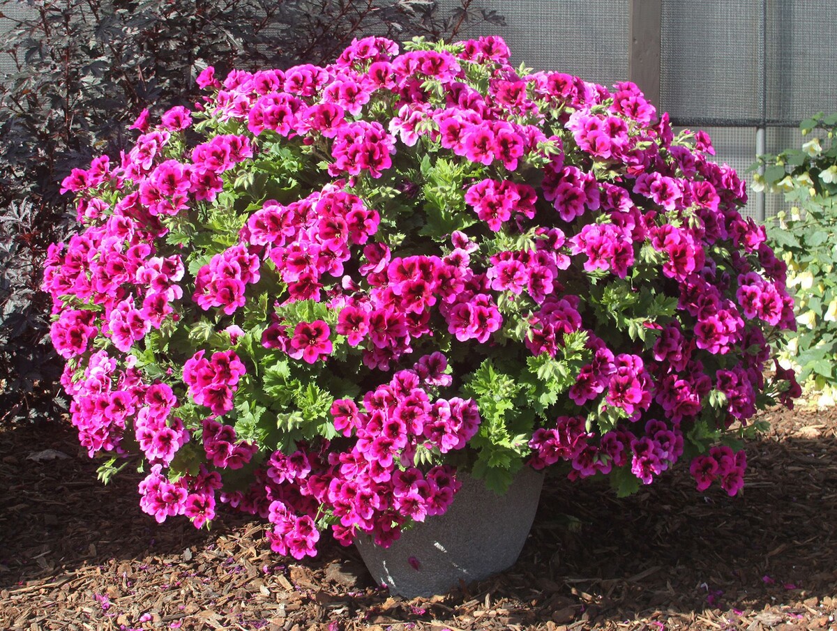 Каскадная петуния. Ветви сначала растут вверх, образуя шарик, а потом спадают вниз