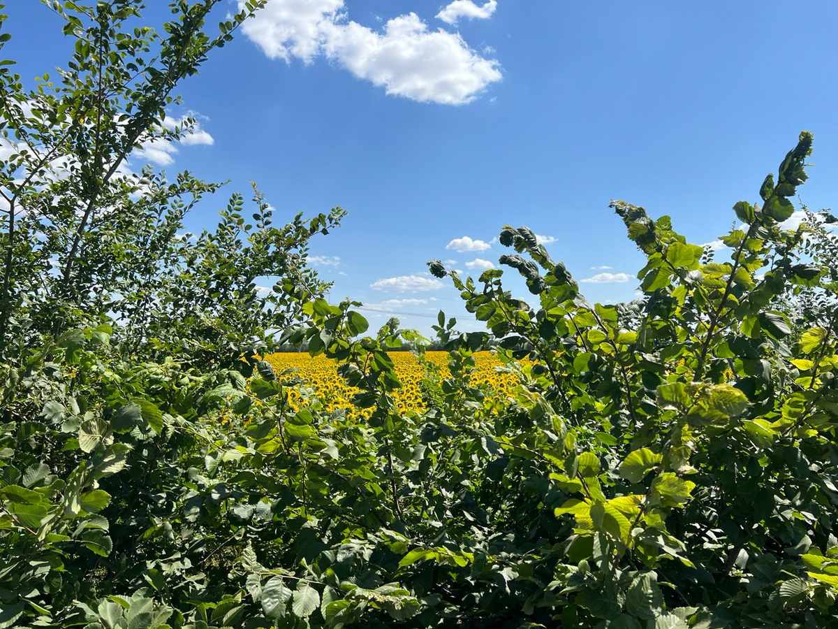 У Апшеронска появится лесопарковый зеленый пояс.  Фото: Фото: ФедералПресс / Евгений Поторочин