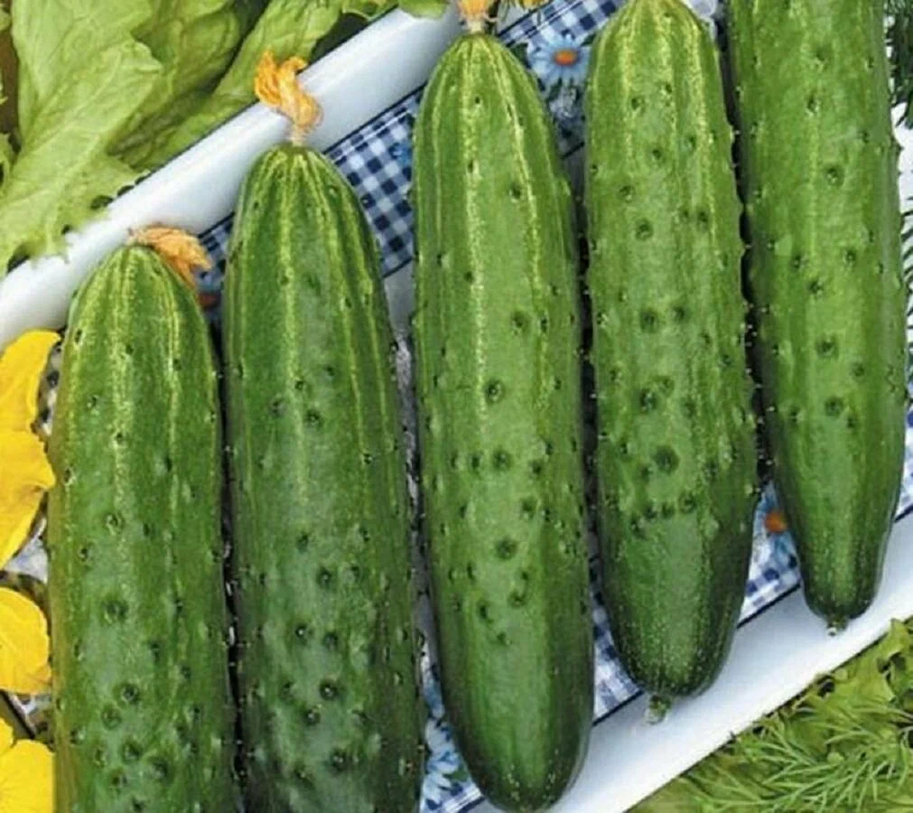 Фото взято из открытого источника