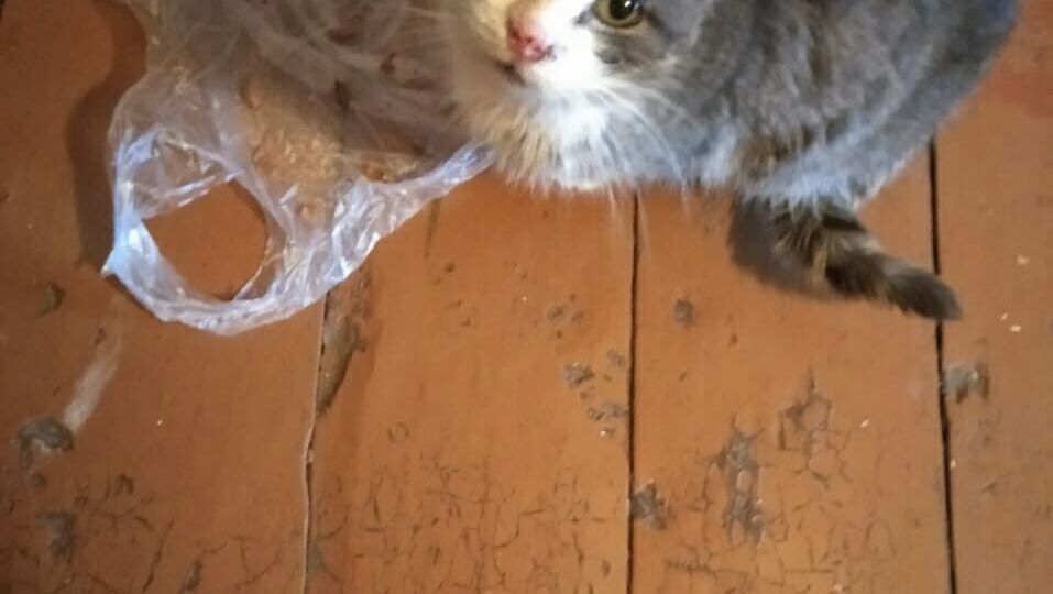 Замерзала в сугробе