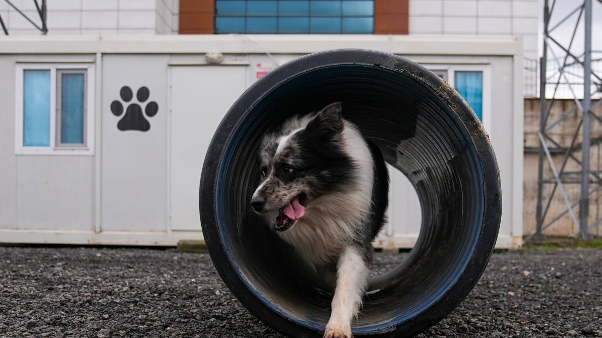 Фото: https://www.dailysabah.com/turkiye/istanbul/afad-trains-volunteer-dogs-for-disaster-response-in-istanbul