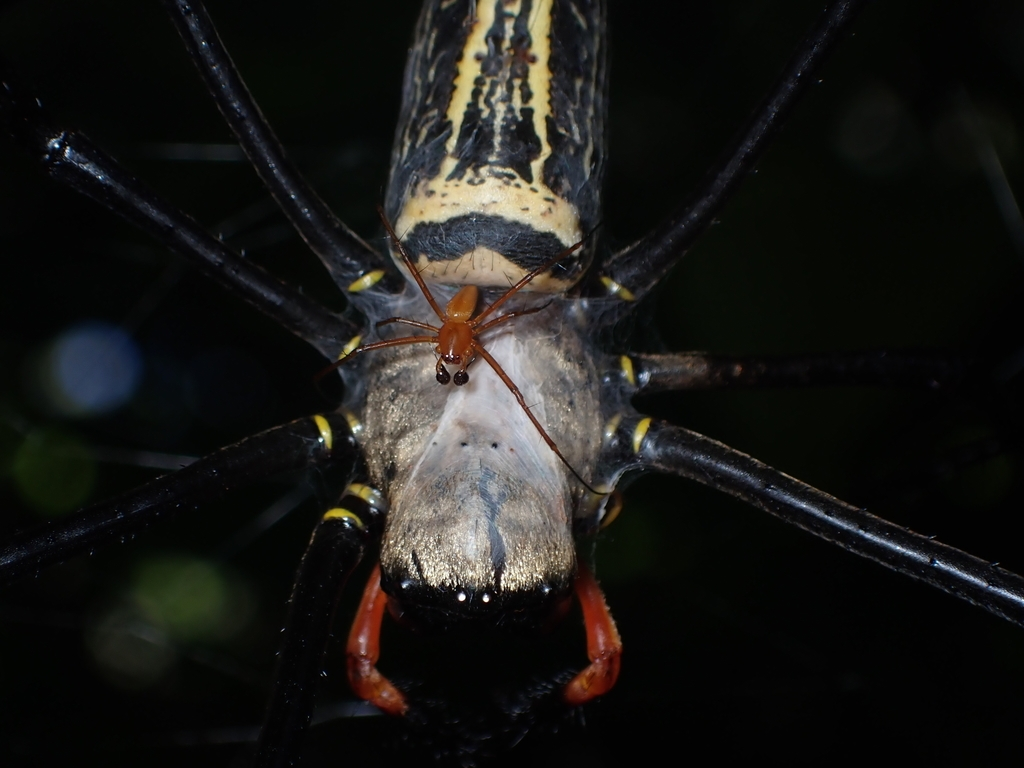 Главное в отношениях — не дать своему партнеру сесть на шею! Самец — это вот эта крошка на теле гигантской самки.