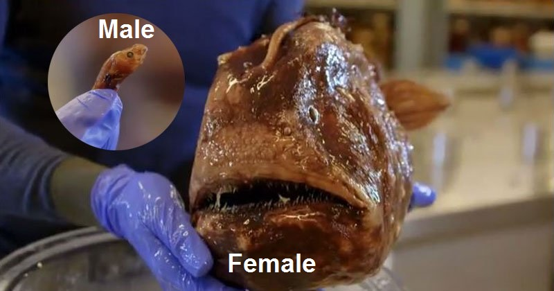 Да, этот малёк — самец в самом расцвете сил!