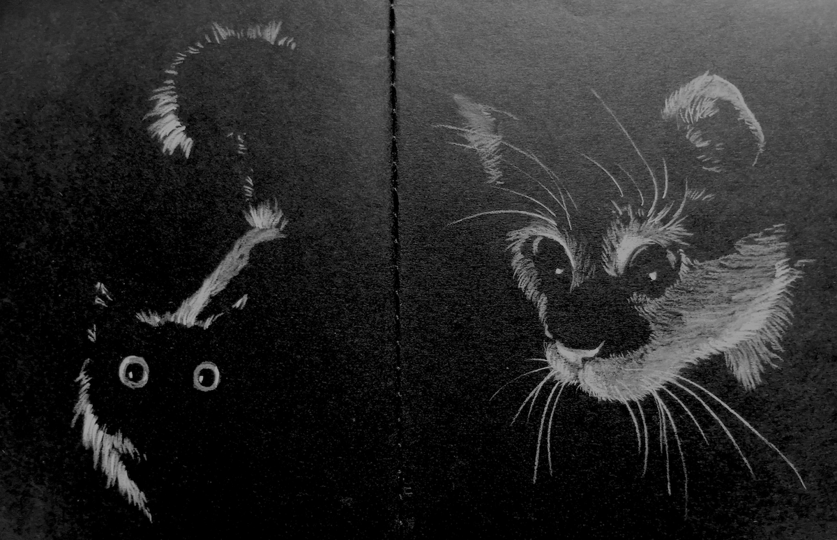 Котики — это всегда несколько кило милоты и стопиццот плюсиков в карму!