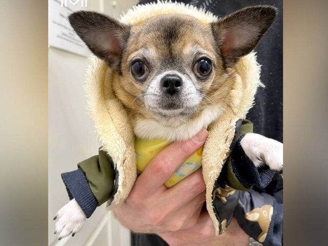    Фото: телеграм-канал "Моя Ветклиника"