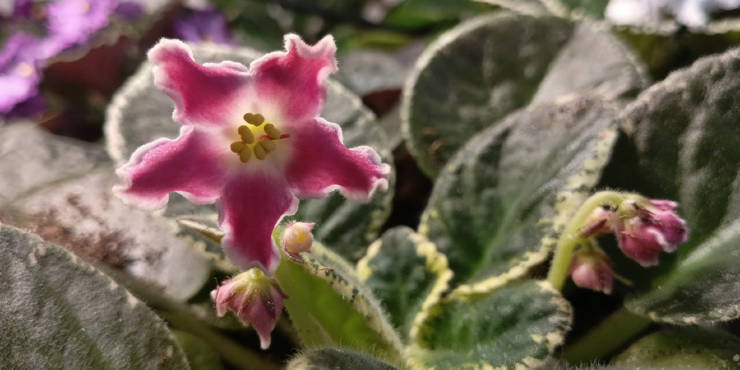 На манеже всё те же! Или о том, как я фиалки из листика быстро размножаю!