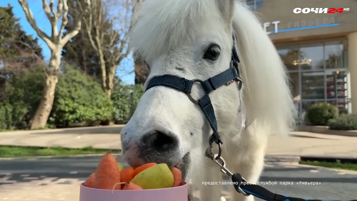    Фото: пресс-служба парка «Ривьера»