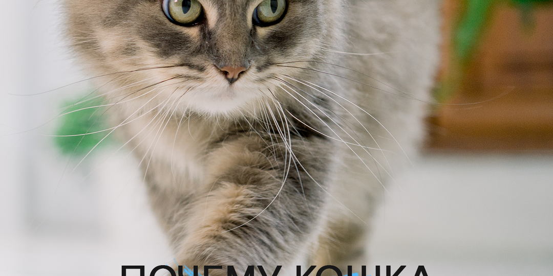 Почему кошка переедает?