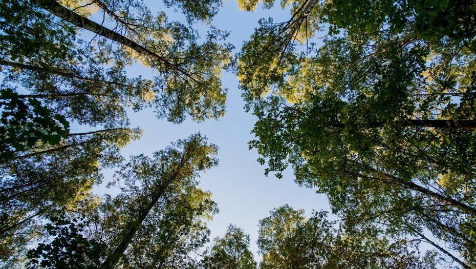    Автор фото: Ермохин Сергей