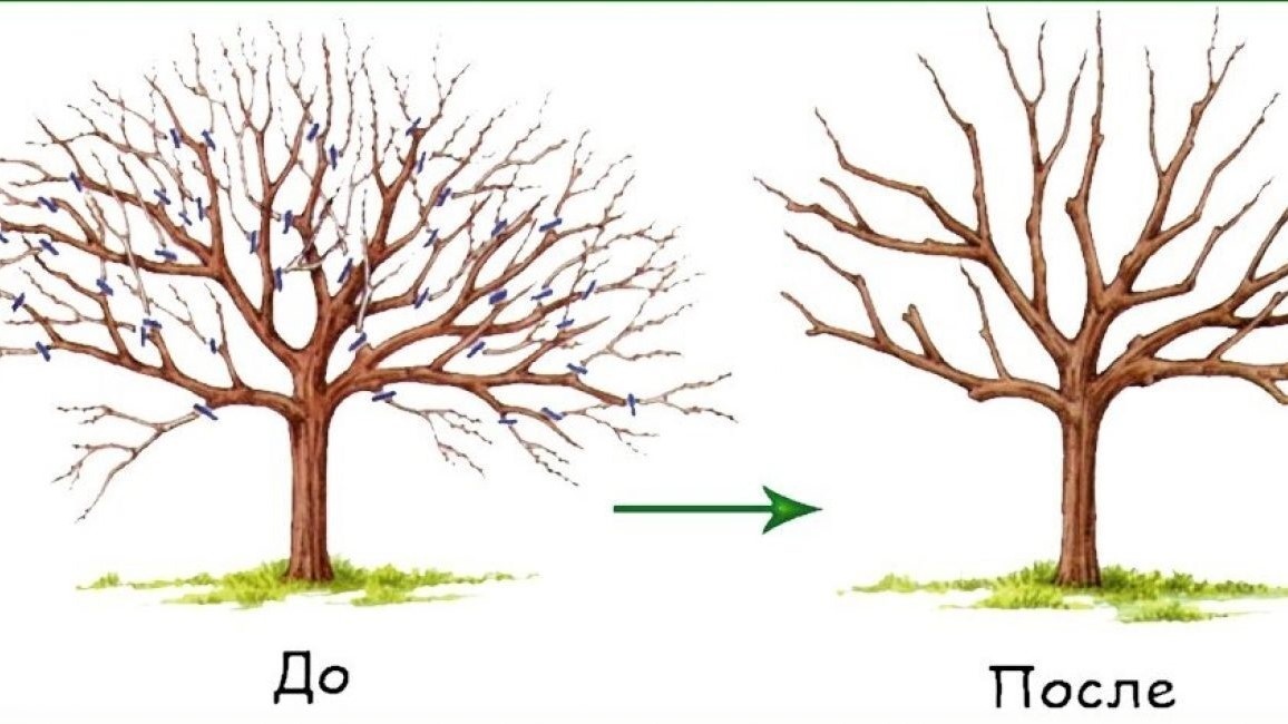 Омолаживающая обрезка груши в марте: правила формирования кроны для большого урожая