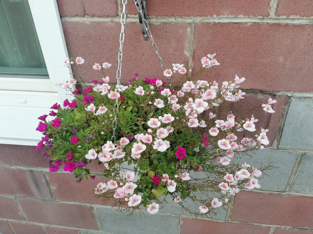 2024 г, в 4 л калибрахоа и диасция. Тесновато.